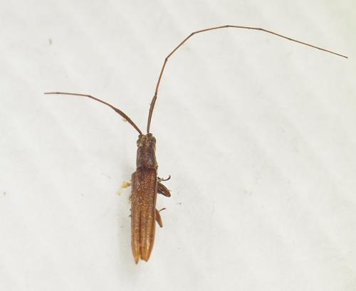 Grammopsis sp.